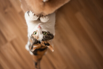 Cat sharpens its claws on scratching post