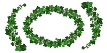 Green Ivy Wreath And Curled Swirl Branches. Decorative Frame And Borders With Ivy Leaves Texture. Isolated On White Background. Vector Illustration