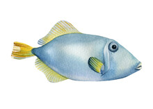 Fish On An Isolated White Background, Watercolor Illustration