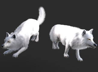 White wolves pose render with grey background