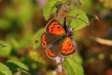 Common Copper Butterfly On A Flower