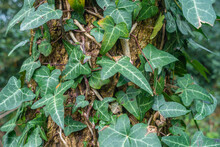 Close Up View Of Hedera Helix Or Common Ivy Growing Up A Tree Trunk, A Rampant Evergreen Vine.