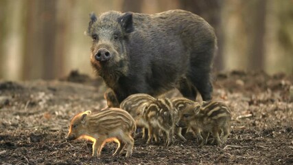 closeup youngs wild boar sus scrofa family, calm piggy mother suckling striped young. wildlife tranq