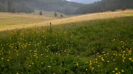 Wall Mural - video of a picturesque summer meadow overgrown with wild yellow peonies and herbs, surrounded by con