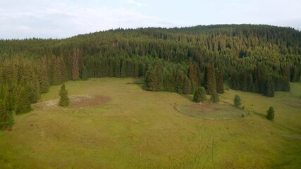 Wall Mural - video of a picturesque summer meadow surrounded by coniferous trees, the rhodopi mountains in bulgar
