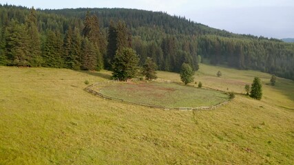 Wall Mural - video of a picturesque summer meadow surrounded by coniferous trees, the rhodopi mountains in bulgar