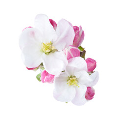 Poster - Two flowers of Apple blossoms with buds isolated on white background. Close-up