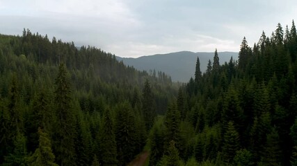 Wall Mural - Drone flight in a beautiful coniferous forest around tall pine trees overgrown on the mountain slopes of the Rhodopes in Bulgaria.