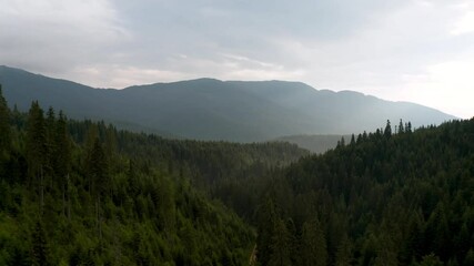 Wall Mural - drone flight in a beautiful coniferous forest around tall pine trees overgrown on the mountain slope