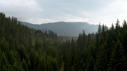 Wall Mural - drone flight in a beautiful coniferous forest around tall pine trees overgrown on the mountain slope