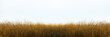 © banjongseal324 - Tall yellow wild grass against an isolated white sky ,background.