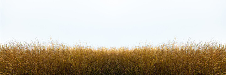 tall yellow wild grass against an isolated white sky ,background.