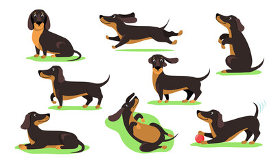 Wall Mural - set of happy cartoon dachshund dog flat vector illustration. graphic dog of dachshund breed in actio