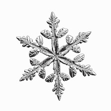 Snowflake Isolated On White Background. Vector Illustration Based On Real Snow Crystal At High Magnification: Elegant Stellar Dendrite With Six Thin, Fragile Arms, Ornate Shape And Complex Details.