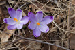 crocus flower, saffron