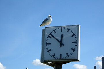 Poster - Möwe auf einer Uhr