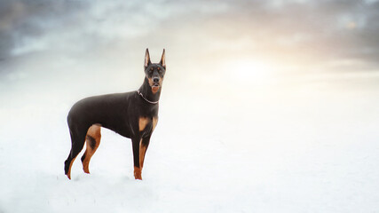 dog and winter sunset