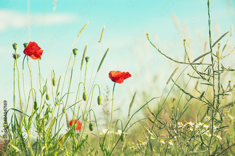 Field with red poppies, colorful flowers against the blue sky - obrazy, fototapety, plakaty 