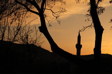 Poster - silhouette of a tree at sunset