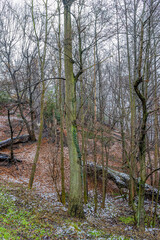 Wall Mural - Bare trees on a hill, sparse green grass with traces of snow on the ground, cloudy winter day in the Kelmonderbos forest in South Limburg, Netherlands