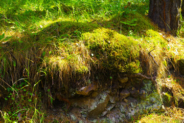 Wall Mural - Stones covered with moss in the fairy forest in the Chegem gorge