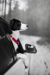 Wall Mural - black and white border collie dog in car in winter