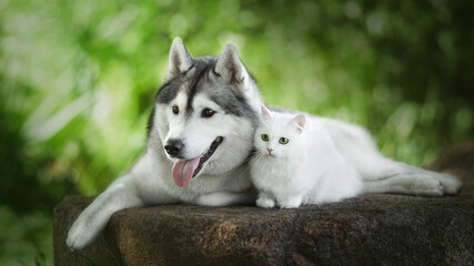 siberian husky dog with white cat in green nature