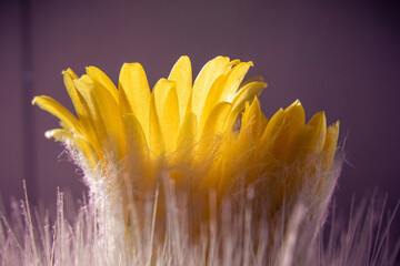 Yellow cactus flowers close-up, similar to bluebells