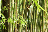 Fototapeta Dziecięca - Beautiful Forest of bamboo canes