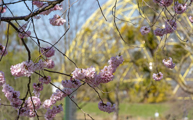 Sticker - Kirschblüte