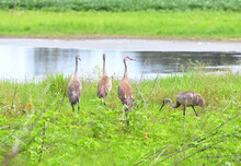 Four Sandhill Cranes