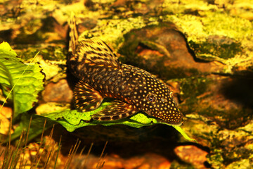 Canvas Print - Bristlenose Pleco catfish aquarium fish bushynose pleco ancistrus	