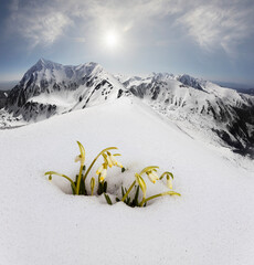 Wall Mural - Spring in the Tatras in Eastern Europe