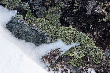 Wall Mural - Lichen stone in the snow. Natural winter background. Closeup top view. The nature of the Arctic. Polar region.