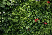 Green Wall Of Different Deciduous Plants In The Interior Decoration. Plant Decorate On Wall.