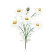 Rumianek. Kompozycja botaniczna złożona z kwiatów, pąków i liści rumianku na białym tle.