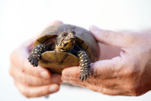 Adorable Little Three Toed Box Turtle, Isolated, Outside In The Sun Against A White Background, Being Held Up By A Person's Hands