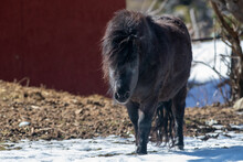 A Small Black Newfoundland Pony Stands In A Horse Pen With A Wood Fence And Snow On A Ranch. The Breed Of Domestic Animal Has A Long Chestnut Mane, Dark Eyes, And Steam Coming From Its Mouth.