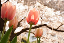 Pink Tulip Flowers And Cherry Blossoms Are Blooming At Flowers Garden Park In Japan. March And April In Spring.