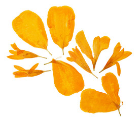 Wall Mural - Pressed and dried set petals flowers tagetes or marigolds, isolated on white background. For use in scrapbooking, floristry or herbarium