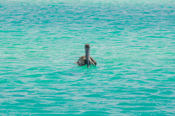 Pelican in Cabo Catoche, Mexico