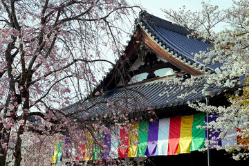 Canvas Print - Sakura in Nara