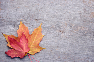 two colored Maple leaves on rustic wooden background with copy space