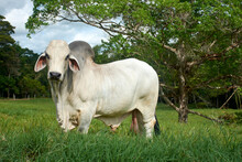 Bull Brahman, Toro Brahman