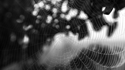 spider web with dew drops