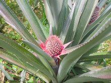 Young Red Pineapple, Believed To Abort The Fetus, Gout, Rheumatism