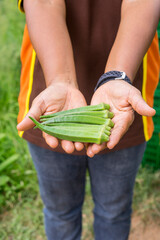 Wall Mural - Okra plant growing in home garden in Asia,
nature concept with sunset warm light, agriculture industry, Lady finger farming