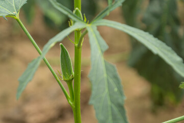 Wall Mural - Okra plant growing in home garden in Asia,
nature concept with sunset warm light, agriculture industry, Lady finger farming