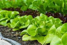 Beautiful Organic Butterhead ,Mini Cos, Green And Red Oak Lettuce Or Salad Vegetable Garden On The Soil Growing,Harvesting Agricultural Farming.