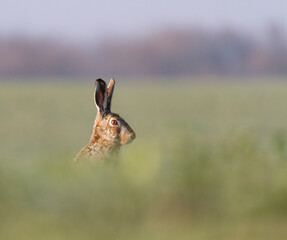 Field Hare